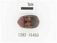 斑翅四齒金龜藏品圖，第1張