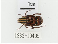 巴蘭陷紋金龜藏品圖，第1張