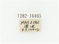 巴蘭陷紋金龜藏品圖，第2張