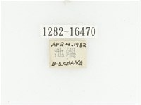 黑斑陷紋金龜藏品圖，第2張