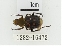 黃肩長腳花金龜藏品圖，第1張