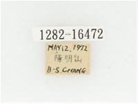 黃肩長腳花金龜藏品圖，第2張