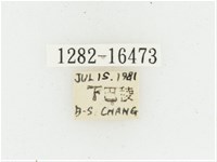 黃肩長腳花金龜藏品圖，第2張