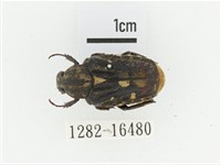 黃斑陷紋金龜藏品圖，第1張