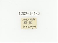 黃斑陷紋金龜藏品圖，第2張