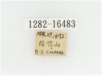 黃肩長腳花金龜藏品圖，第2張