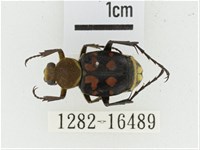 黃肩長腳花金龜藏品圖，第1張