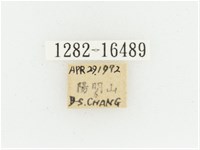 黃肩長腳花金龜藏品圖，第2張