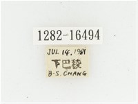 黃肩長腳花金龜藏品圖，第2張