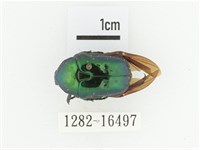 藍艷白點花金龜藏品圖，第1張