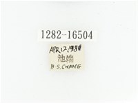 黑斑陷紋金龜藏品圖，第2張