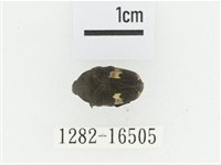 灰斑擬黑花金龜藏品圖，第1張