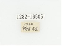 灰斑擬黑花金龜藏品圖，第2張