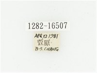 偽橫斑黑花金龜藏品圖，第2張