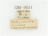 黑斑陷紋金龜藏品圖，第3張