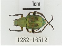 綠艷長腳花金龜藏品圖，第1張