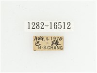 綠艷長腳花金龜藏品圖，第2張