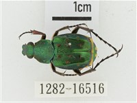 綠艷長腳花金龜藏品圖，第1張