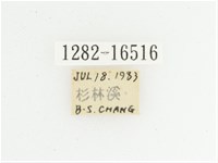 綠艷長腳花金龜藏品圖，第2張