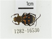 黃肩長腳花金龜藏品圖，第1張