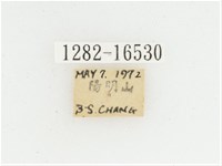 黃肩長腳花金龜藏品圖，第2張