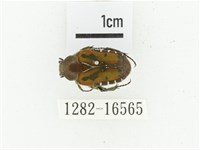 黑斑陷紋金龜藏品圖，第1張