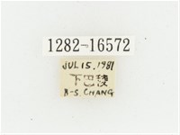 黃肩長腳花金龜藏品圖，第2張