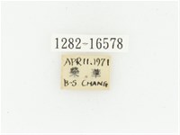 黑斑陷紋金龜藏品圖，第2張