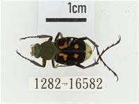 黃肩長腳花金龜藏品圖，第1張