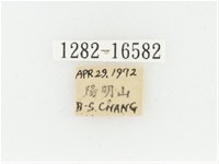 黃肩長腳花金龜藏品圖，第2張