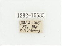 叉斑陷紋金龜藏品圖，第2張