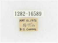 黃肩長腳花金龜藏品圖，第2張