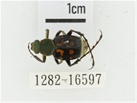 黃肩長腳花金龜藏品圖，第1張