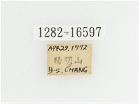 黃肩長腳花金龜藏品圖，第2張