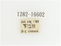 綠艷長腳花金龜藏品圖，第2張