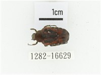 黑斑陷紋金龜藏品圖，第1張