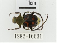 黃肩長腳花金龜藏品圖，第1張