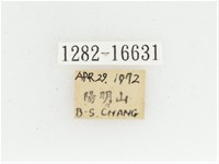 黃肩長腳花金龜藏品圖，第2張