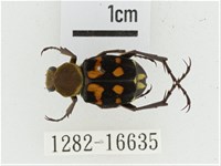 黃肩長腳花金龜藏品圖，第1張