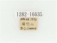 黃肩長腳花金龜藏品圖，第2張