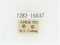 黃肩長腳花金龜藏品圖，第2張