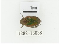 黑斑陷紋金龜藏品圖，第1張