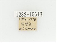黃肩長腳花金龜藏品圖，第2張