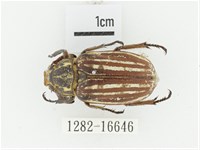 臺灣白條金龜藏品圖，第1張