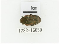 黑斑陷紋金龜藏品圖，第1張