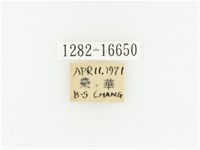 黑斑陷紋金龜藏品圖，第2張