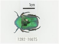 綠艷白點花金龜藏品圖，第1張