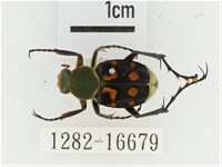 黃肩長腳花金龜藏品圖，第1張