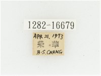 黃肩長腳花金龜藏品圖，第2張