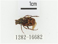 叉斑陷紋金龜藏品圖，第1張